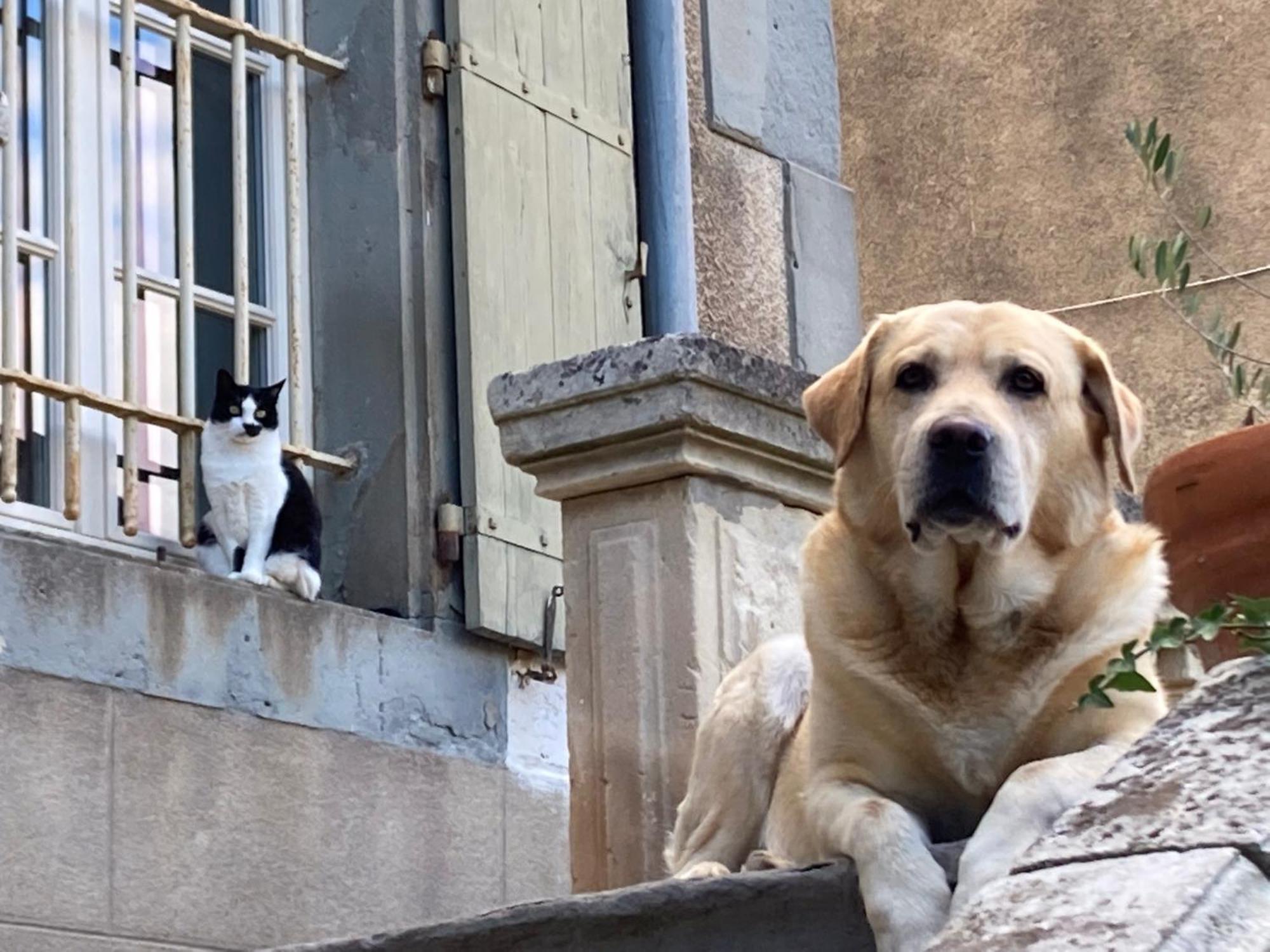 Chambres D'Hotes Le Clos De Venes Saint-Couat-dʼAude Eksteriør bilde